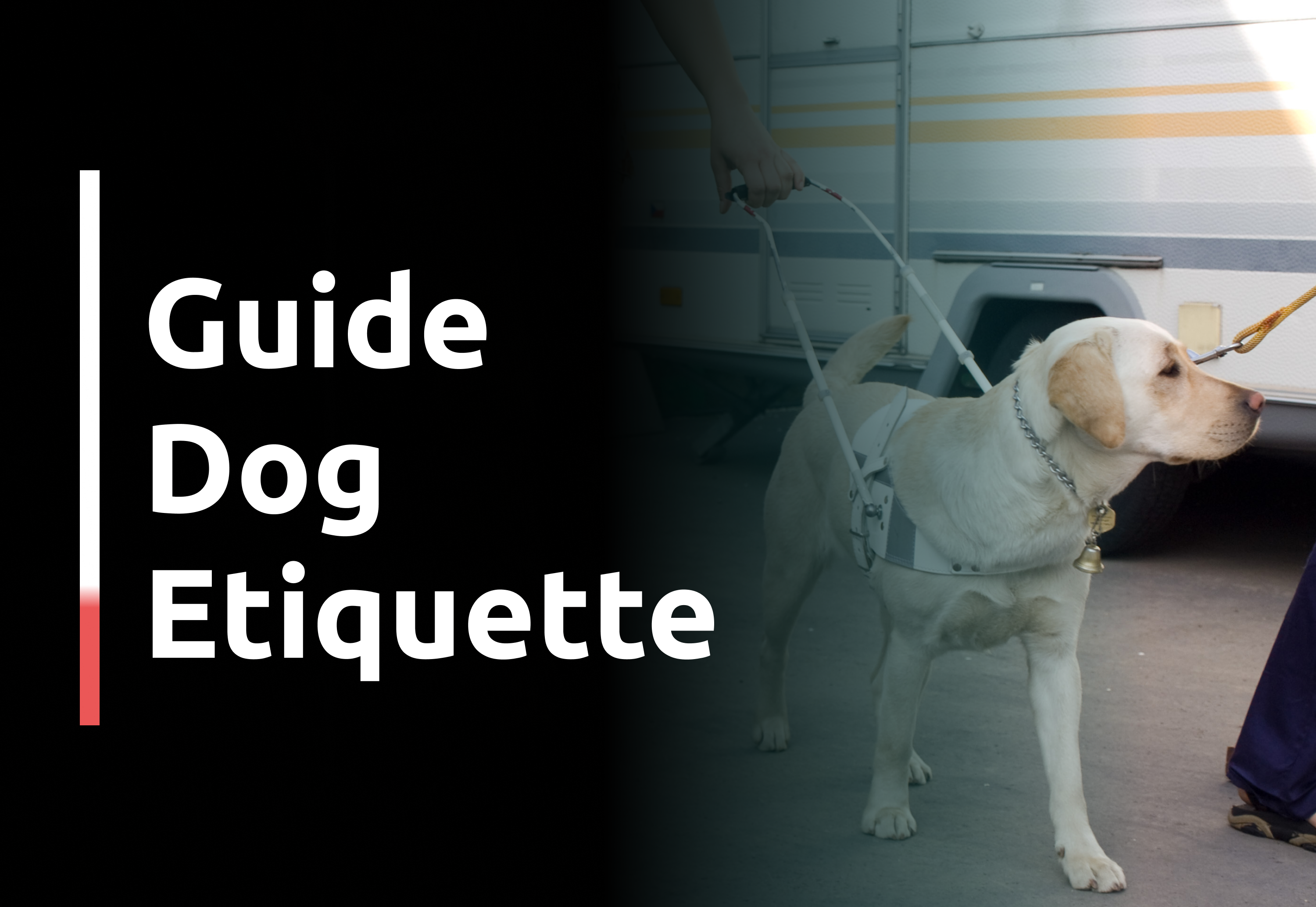Guide Dog Etiquette